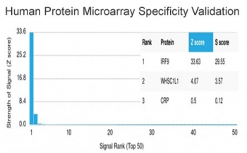 IRF9 Antibody / Interferon regulatory factor 9