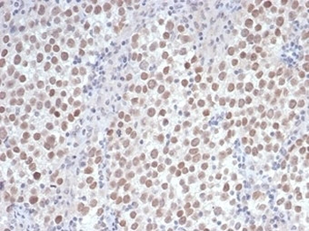 Oct4 Antibody / POU5F1