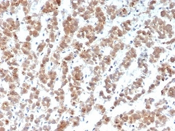 Clusterin Antibody / Apolipoprotein J / APO-J
