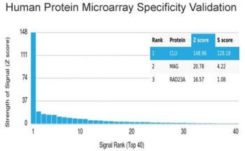 Clusterin Antibody / Apolipoprotein J / APO-J