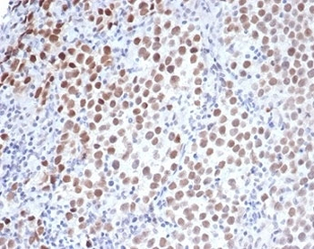 Oct4 Antibody / POU5F1