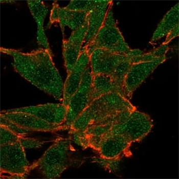NOC4L Antibody