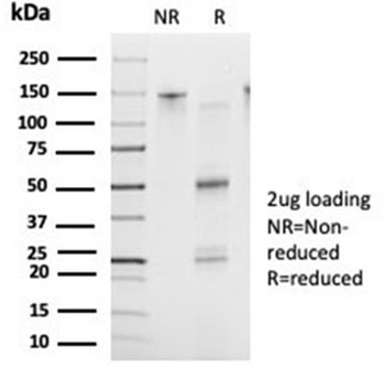 FOXB2 Antibody