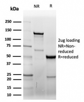 Recombinant CD7 Antibody