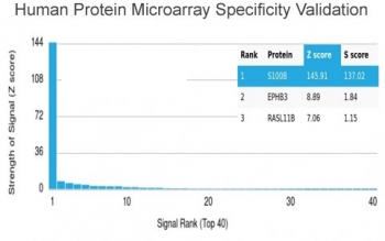 S100B Antibody