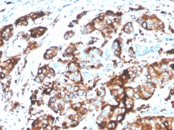 MUC1 Antibody / Mucin-1