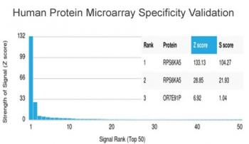 MSK1 Antibody / RPS6KA5