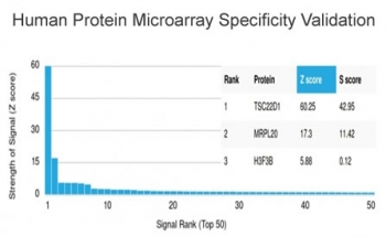 TSC22D1 Antibody / TSC22