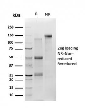 TSC22D1 Antibody / TSC22