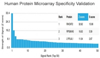 THG1 Antibody / RHOXF2