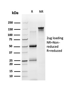 STAT5A Antibody