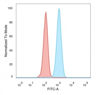 SCXA Antibody / Scleraxis