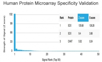 SCXA Antibody / Scleraxis