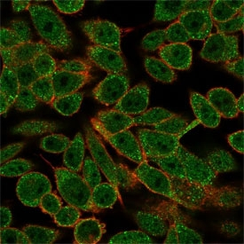 RXR beta Antibody / RXRB
