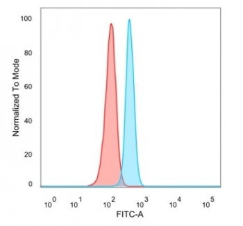 p65 Antibody / NF-kB