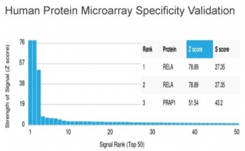 p65 Antibody / NF-kB