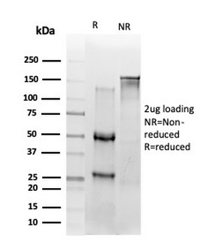 p65 Antibody / NF-kB