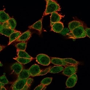 ZFP64 Antibody