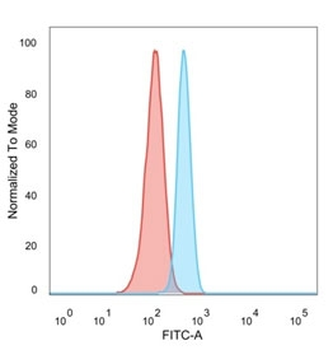 ZFP64 Antibody