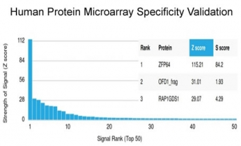 ZFP64 Antibody