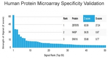 Th-Pok Antibody / ZBTB7B