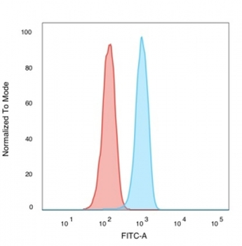 p65 Antibody / NF-kB