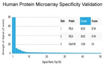 p65 Antibody / NF-kB