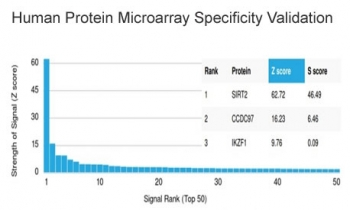 SIRT2 Antibody