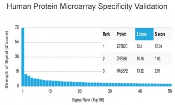 ZBTB7C Antibody