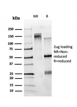 ZBTB7C Antibody