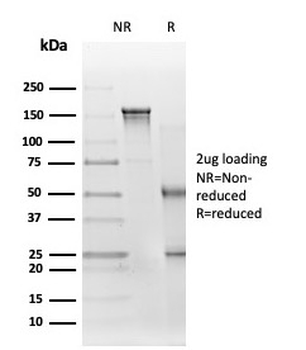 EIF2A Antibody / EIF2S1