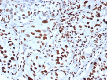 Phospho-Histone H3 Antibody (pS10)