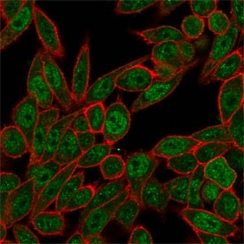 NOC4L Antibody