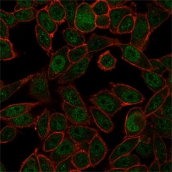 NOC4L Antibody