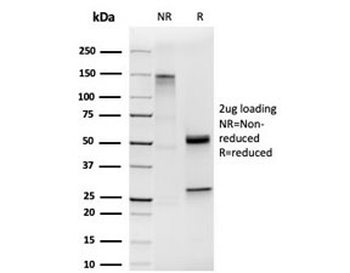 HOMEZ Antibody