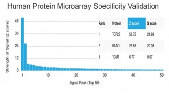 TCF25 Antibody / Transcription factor 25