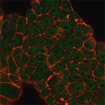 DDX41 Antibody