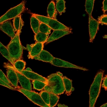 MXI1 Antibody / BHLHC11