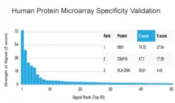 MXI1 Antibody / BHLHC11
