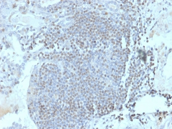 HOMEZ Antibody