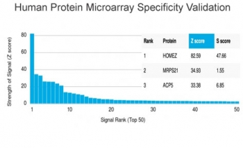 HOMEZ Antibody