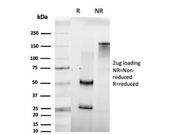 HOMEZ Antibody