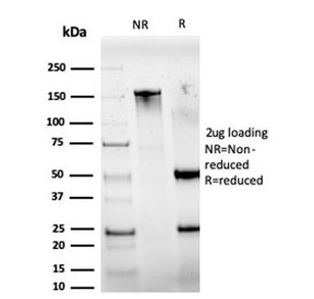 IRF3 Antibody