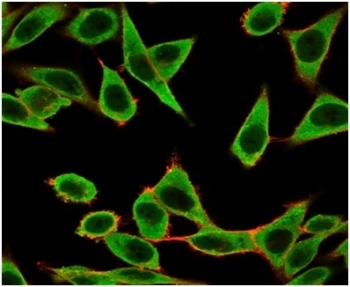 IRF3 Antibody