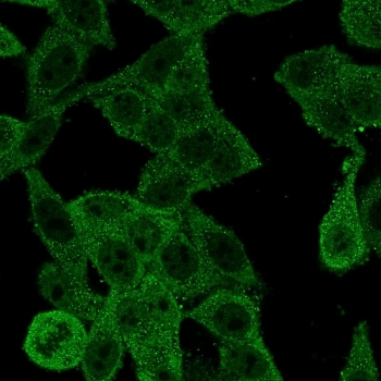 EIF4E Antibody