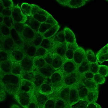 EIF2A Antibody / EIF2S1