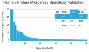 E2F6 Antibody
