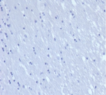 CD7 Antibody