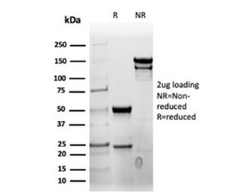 CD7 Antibody