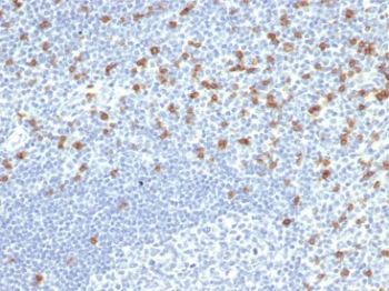 CD8A Antibody